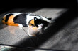 Trójkolorowy szylkretowy kot z zielonymi oczami leżący w słońcu podłodze na kafelkach 
