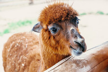 Close Up Picture Of Brown Alpaca With Black Eyes Near Wooden Fence In The Zoo. Wild Animal In The Park. Concept Of Wild Nature With Portrait From Llamas Family. Wallpaper With Wild Pets.