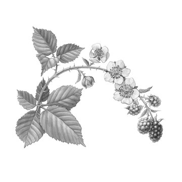 hand drawn pencil illustration of a blackberry branch with leaves, flowers and berries, isolated on 