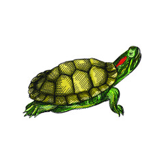 Wall Mural - Colorful watercolor Hand-drawn sketch of a turtle on a white background. Domestic animal. Home pet. Domestic turtle. Domestic tortoise	
