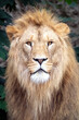 male adult lion shot in natural habitat