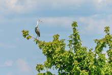 A Great Blue Heron Stands On A Branch