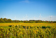 Wind turbines in the field