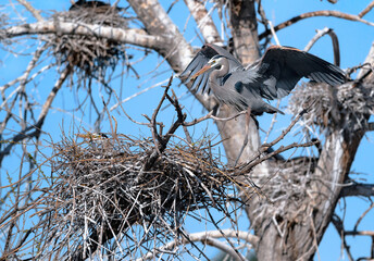 A Great Blue Heron with a stick in his beak , strikes a nice pose as he walks towards his nest, while the female, aware of his presence, awaits the placement of the nesting stick.