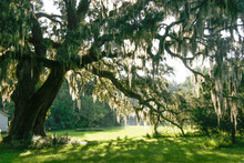 Live Oak Trees With Hanging Spanish Moss