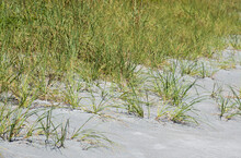 Dune Plants And Sea Oats In The Sand On A Florida Beach