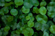 Water Pennywort ,Round leaf plants can be eaten.