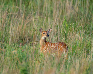 Wall Mural - Whitetail Deer fawn