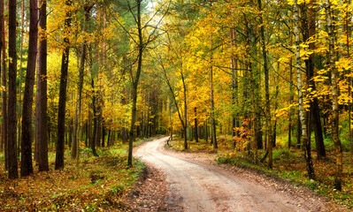 Wall Mural - Autumn landscape. Rural road in autumn forest. Yellow leaves fall of trees. 