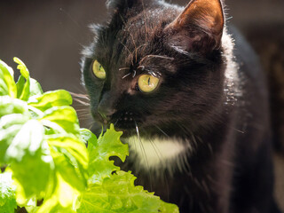 Black cat with yellow eyes eat fresh green salad