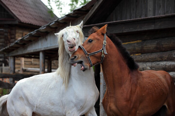 Closeup portrait of two horses playing together outside at the farm