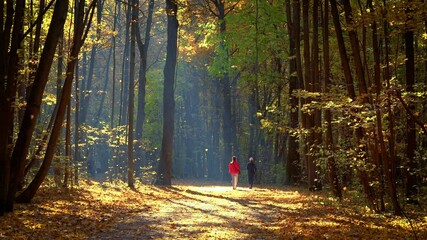 Fototapete - Walking in the sunny autumn park. Fall of leaves. Autumn season concept.