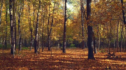 Fototapete - Leaf fall in the bright autumn park