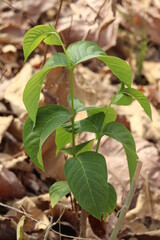 lushy plant in the jungle