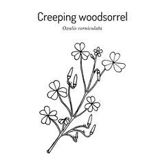 Sticker - Creeping woodsorrel, Oxalis corniculata , medicinal plant