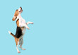 beagle dog jumped on blue background in studio With copy space.