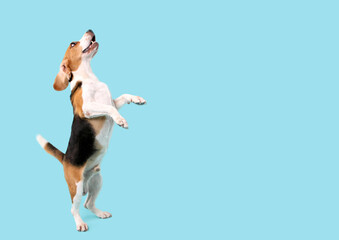 Wall Mural - beagle dog jumped on blue background in studio With copy space.