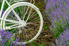 Traveling By White Bike We Reach Purple Lavender