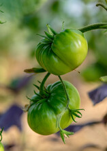 Green Tomatoes In The Greenhouse, Blurred Background, Summer Garden