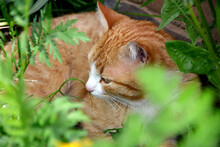 The Red Cat Is Lying In The Shade Among The Grass. The Foreground Is Blurred.