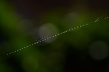 close-up view of the spider web string