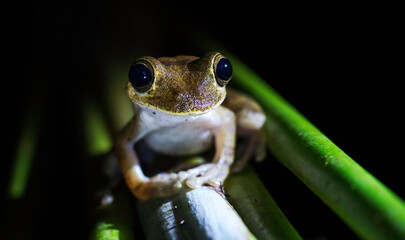 Green Tree Frog