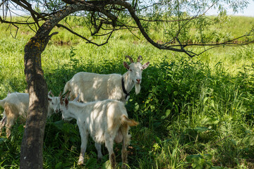 A goat with two kids stands in the shade of a tree by the river.