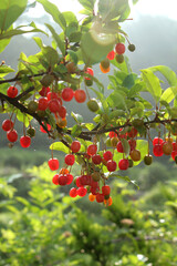 Wall Mural - Ripe Autumn Olive Berries (Elaeagnus Umbellata) growing on a branch . oleaster