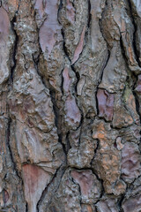 Wall Mural - Relief texture or background of bark of Pine tree