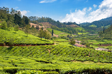 Wall Mural - Beautiful landscape view of tea plantations all over Munnar in K