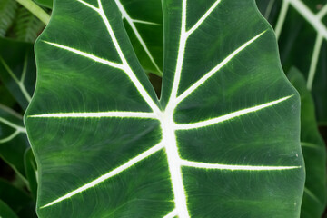 green leaf texture