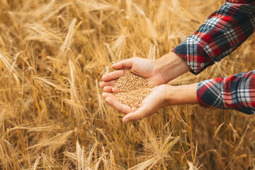 Wall Mural - Hands farmer   pours a handful of wheat grain on a wheat field. Agriculture and harvesting business concept.