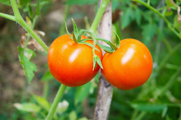 Wall Mural - Fresh red ripe tomatoes plant hanging on the vine growth in organic garden ready to harvest