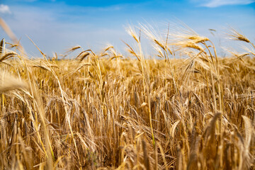 Wall Mural - Yellow grain ready for harvest growing in a farm field