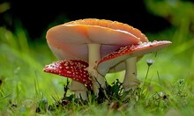 Closeup Of Vibrant Fly Agaric Mushrooms Growing On Forest Floor