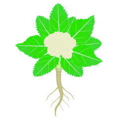 Wall Mural - Cauliflower plant with roots isolated on white background.