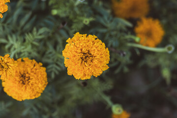 Wall Mural - A mixture of soft focus and vintage effect on marigold