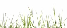 Green Grass Blades Row Isolated On White Background With Clipping Path