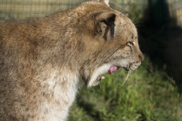 Canvas Print - Closeup shot of a lion yawning behind a blurry background