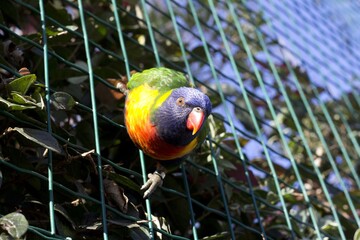 Poster - Parrot with colorful feathers standing on the cage wall