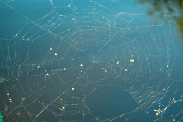 spider web floating above the water