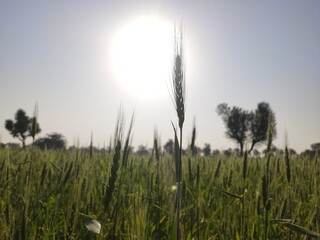 Growing up wheat  ears with sun in blue sky