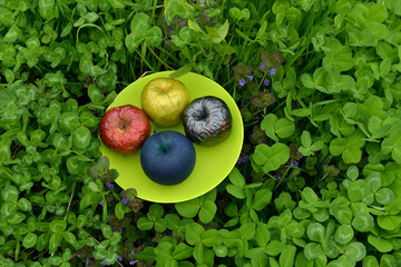 Wall Mural - Painted or poisonous magical apples on the plate in the clover grass. Esoteric, gothic and occult background with magic objects, mystic and fairy tale concept