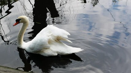 Poster - Beautiful white swan on a pond. White bird swan in nature.
