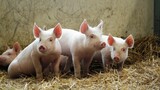 Pigs On Farm
