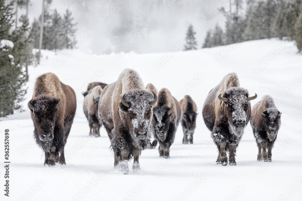 American Bison family group in winter Stock Photo | Adobe Stock