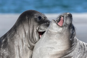 Wall Mural - Southern Elephant Seal young pups play fighting