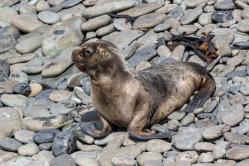 Wall Mural - Southern Sea Lion yearling pup