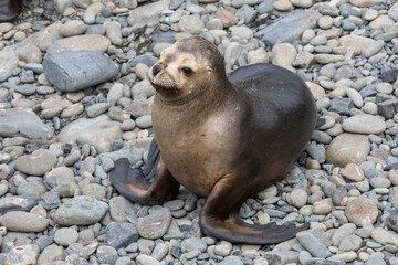 Wall Mural - Southern Sea-lion female