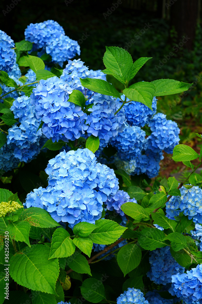 Blue heads of hydrangea flowers - obrazy, fototapety, plakaty 